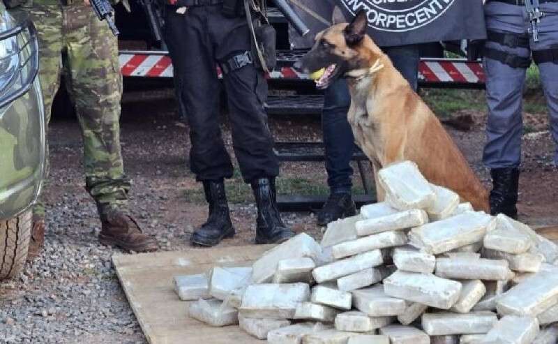 GEFRON CÃO