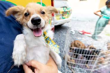 Adoção de Pet